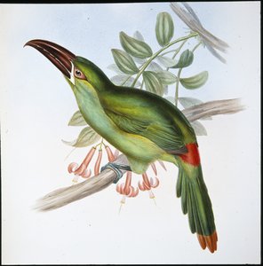ブラッドランプ・グルーブビル・トゥーカン（Aulacoramphus Haematopygius）（手彩色リトグラフ版 作： John (after) Gould