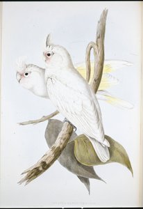 血まみれのオウム（Cacatus Sanguinea）（手彩色のリトグラフ