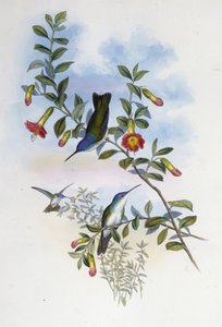 ブルーネック・アズールクラウン（Cyanomyia Cyanocollis）（手彩色リトグラフ 作： John (after) Gould