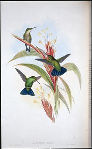 アオジ・マンゴ・ハミングバード（Lampornis Viridis）（手彩色リトグラフ版 作： John (after) Gould
