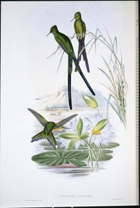 青い尾のシルフ（Cynanthus Cyanurus）（手彩色のリトグラフ