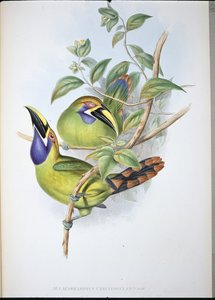 アオノドグロブビルトゥーカン（Aulacoramphus Caeruleogularis）（手彩色リトグラフ