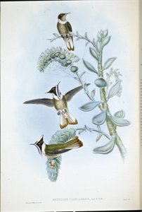 アオスジアゲハクレスト（Oxypogon Cyanolaemus）（手彩色リトグラフ 作： John (after) Gould
