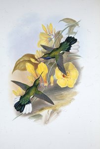 アオスジアゲハ（Campylopterus Ensipennis）（手彩色のリトグラフ版 作： John (after) Gould