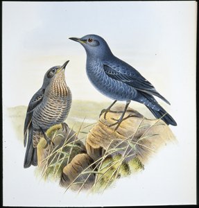 ブルーロックツグミ（Petrocossyphus Cyanus）（手彩色リトグラフ版 作： John (after) Gould