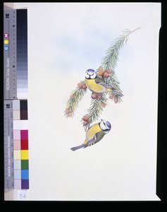 青い鳥（Parus Caeruleus）（手彩色のリトグラフ版 作： John (after) Gould