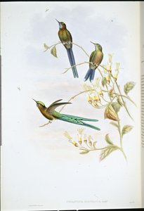 ボリビアのシルフ（Cynanthus Bolivianus）（手彩色リトグラフ版 作： John (after) Gould