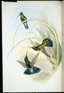 ボリビアのバイオレット・イヤー（Petasophora Iolata）（手彩色のリトグラフ 作： John (after) Gould