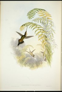 ブルシエの隠者（Phaethornis Bourcieri）（手彩色のリトグラフ版 作： John (after) Gould