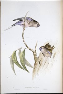 バークグラスインコ（Euphema Bourkii）（手彩色リトグラフ 作： John (after) Gould
