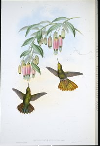 ブラッシーテール（Metallura Aeneicauda）（手彩色リトグラフ 作： John (after) Gould