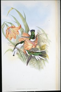 ブラジルの妖精（Heliothrix Auriculatus）（手彩色リトグラフ 作： John (after) Gould