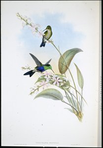 ブラジルのパノプシス（Thalurania Eryphile）（手彩色リトグラフ 作： John (after) Gould