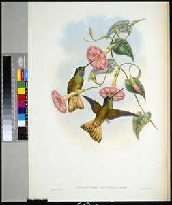 バッファード・テール・スターフロントレット（helianthea osculans）（手彩色のリトグラフ版 作： John (after) Gould