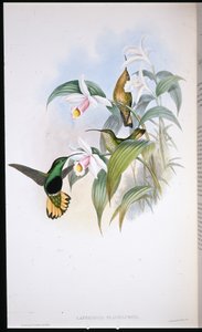 バッファードテール・ベルベット・ブレスト（Lafresnaya Flavicaudata）（手彩色リトグラフ 作： John (after) Gould