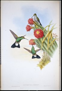 ビュフォンのプルメリア（Hypuroptila Buffoni）（手彩色のリトグラフ版 作： John (after) Gould