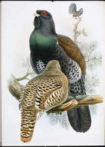 カパーセルジー（Tetrao Urogallus）（手彩色リトグラフ 作： John (after) Gould