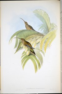 カイエンハーミット(Phaethornis Superciliosus)(手彩色リトグラフ)