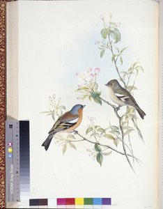 チャフィンチ（Fringilla Caelebs）（手彩色のリトグラフ版 作： John (after) Gould