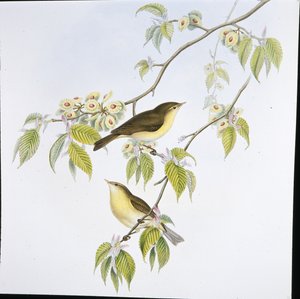 シフ・チャフ（フィロプネステ・ルファ）（手彩色リトグラフ 作： John (after) Gould