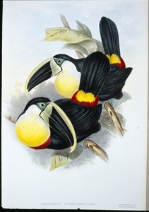 シトロン・ブレスト・トゥーカン（Ramphastos Citreolaemus）（手彩色リトグラフ版 作： John (after) Gould