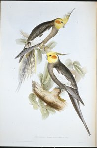 コカトゥー・インコ（Nymphicus Novae-Hollandiae）（手彩色リトグラフ 作： John (after) Gould