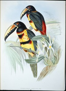 襟付きアラカリ（手彩色リトグラフ版 作： John (after) Gould