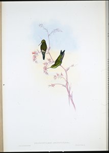 コロンビアンエメラルド（Chlorostilbon Angustipennis）（手彩色リトグラフ 作： John (after) Gould