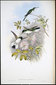 コロンブスの妖精（Heliothrix Barroti）（手彩色リトグラフ版 作： John (after) Gould
