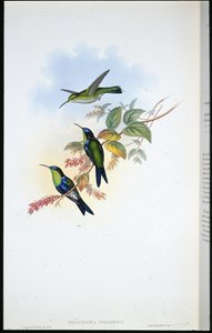 Columbian Panoplites / Coulmbian Wood-nymph (Talurania Colombica) (手彩色リトグラフ) 作： John (after) Gould