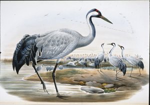 タンチョウ（Grus Cinerea0）（手彩色リトグラフ 作： John (after) Gould