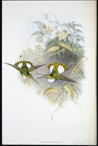 コンラッドのインカ（Bourcieria Conradi）（手彩色のリトグラフ版 作： John (after) Gould
