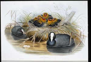 Coot（Fulica Atra）（手彩色リトグラフ 作： John (after) Gould