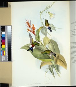 カッパーベリード・パフ・レッグ（eriocnemis cupreiventris）（手彩色リトグラフ 作： John (after) Gould