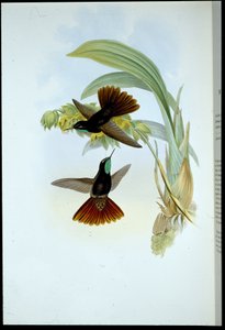 カッパー・テール（Metallura Cupreicauda）（手彩色リトグラフ 作： John (after) Gould