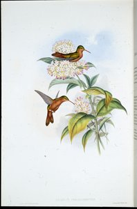 コーラルビルド・アマジリ（Amazilia Corallirostris）（手彩色のリトグラフ