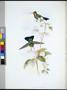 Costa-Rican Humming Bird (Panterpeinsignis) (手彩色リトグラフ)