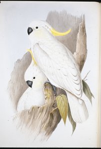 クレスティド・コカトゥー（Cacatua Galerita）（手彩色リトグラフ 作： John (after) Gould