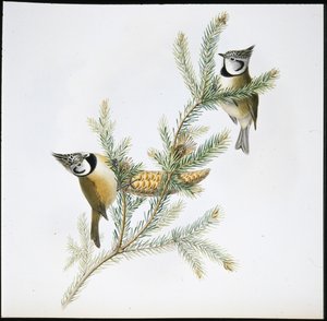 カンムリシジミ（Parus Cristatus）（手彩色リトグラフ 作： John (after) Gould