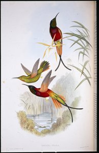 クリムゾントパーズ（Topaza Pella）（手彩色リトグラフ 作： John (after) Gould