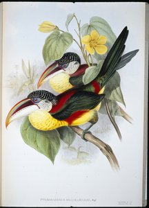カールクレスティド・アラカリー（手彩色リトグラフ 作： John (after) Gould