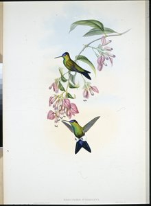 ドオルディニーのパフレッグ（Eriocnemis D
