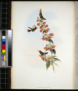 デ・ラトルのコケット（手彩色リトグラフ版 作： John (after) Gould