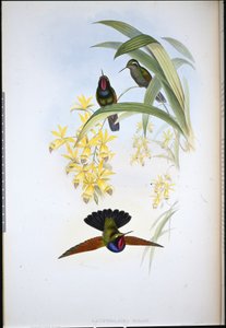 デ・ラムズ・ガーネット（Lamprolaima Rhami）（手彩色のリトグラフ版 作： John (after) Gould