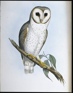 Delicate Owl (Strix Delicatulis) (手彩色リトグラフ)