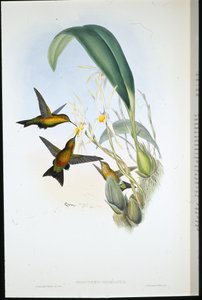 ダービーズ・パフ・レッグ（Eriocnemis Derbianus）（手彩色リトグラフ版 作： John (after) Gould