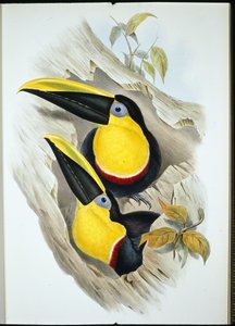 ハシビロコウ（Ramphastos Ambiguus）（手彩色リトグラフ版 作： John (after) Gould