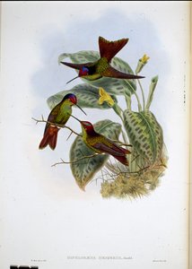 エクアドルの虹（Diphlogaena Hesperus）（手彩色のリトグラフ 作： John (after) Gould
