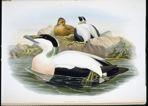 アイダーダック（Somateria Mollissima）（手彩色のリトグラフ版 作： John (after) Gould