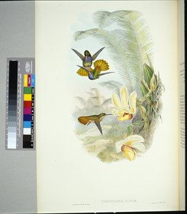 エリシアの黄金の尾（chrysuronia eliciae）（手彩色のリトグラフ 作： John (after) Gould